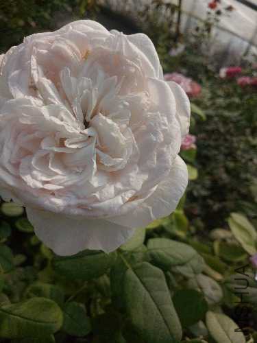 IMG20170918155518.jpg