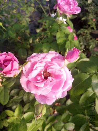 IMG20170918155421.jpg