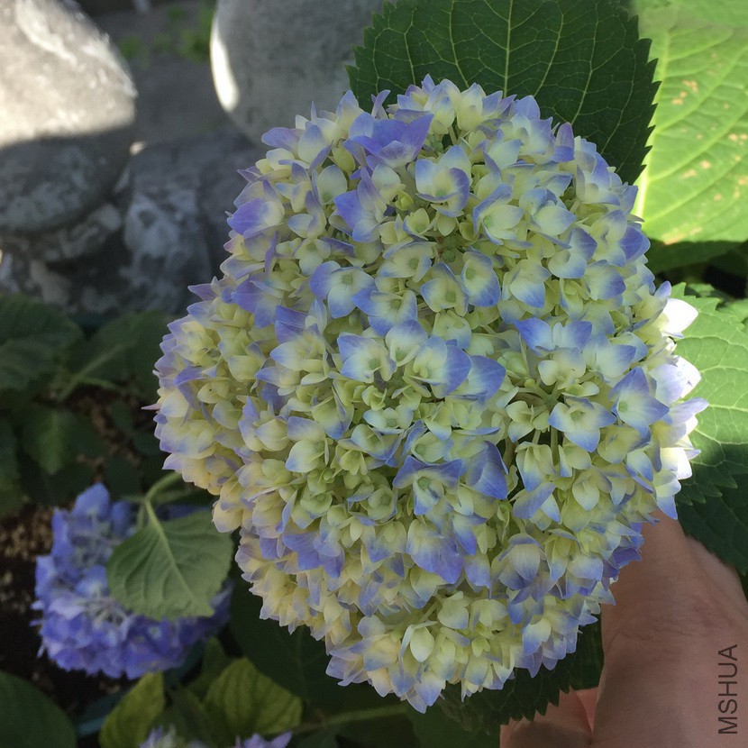 �޾���0517_2.jpg