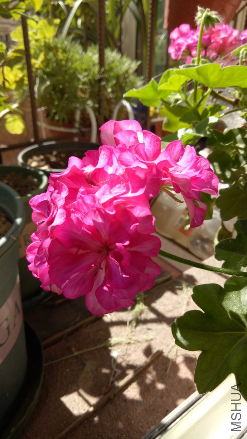 IMG20170919120838.jpg