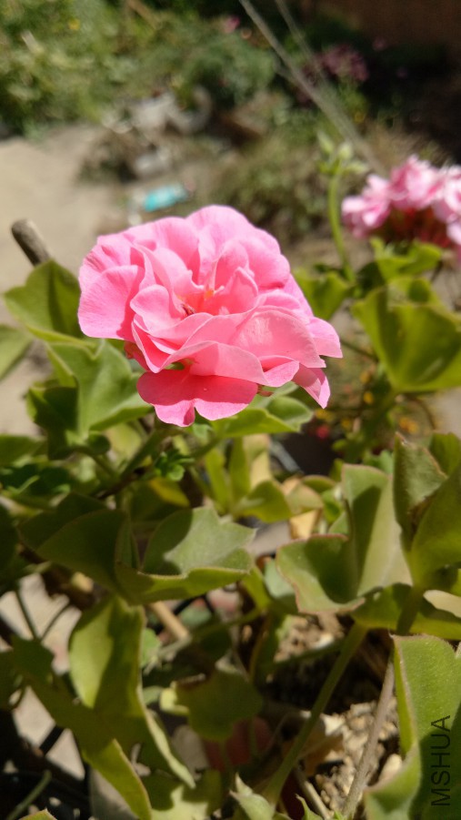 IMG20170919124705.jpg