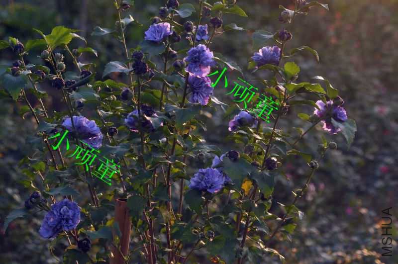 1505736500491.jpeg
