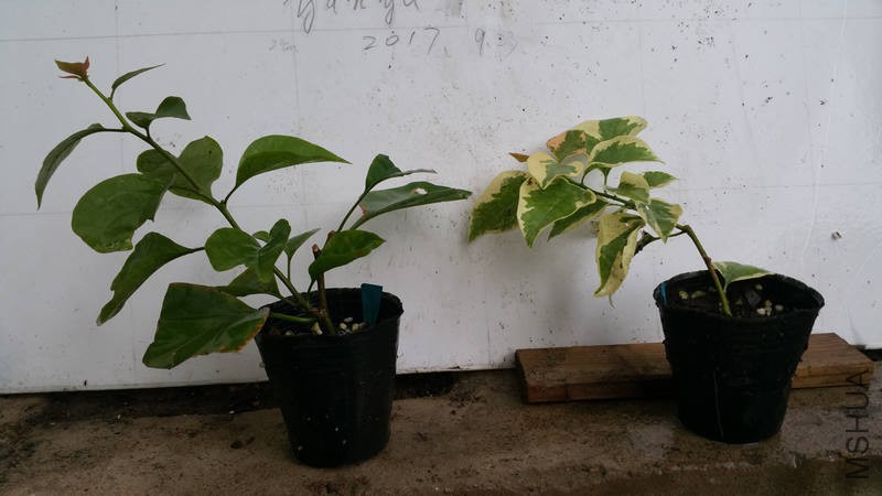 20170925_125541.jpg