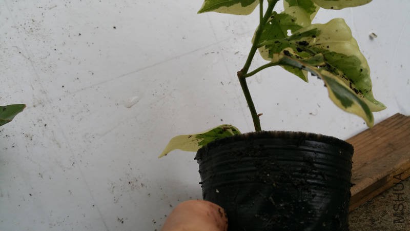 20170925_125701.jpg