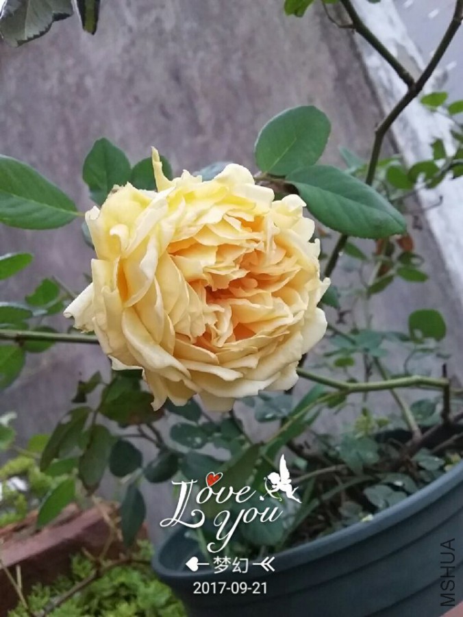 QQͼƬ20170921083540.jpg