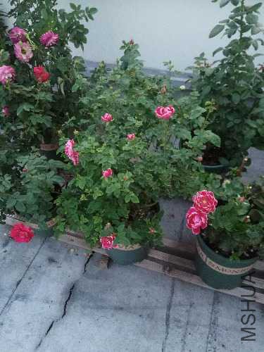 IMG_20170926_174743.jpg