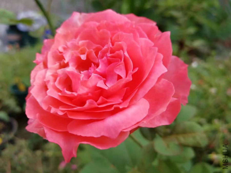 psb (30).jpg