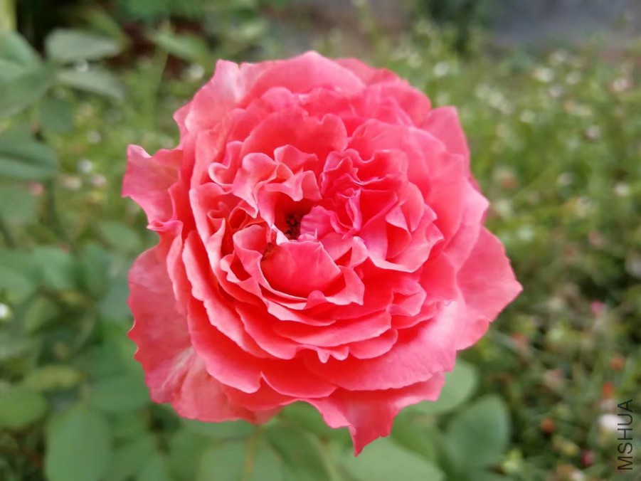 psb (32).jpg