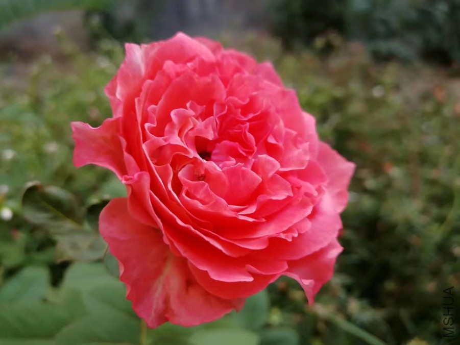psb (31).jpg