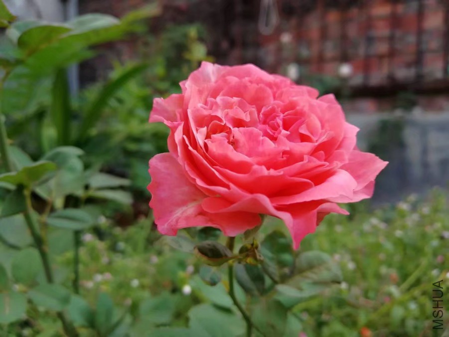 psb (33).jpg