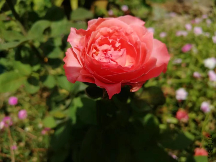 psb (35).jpg