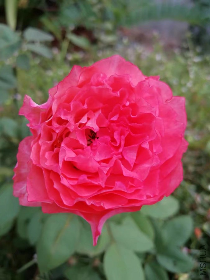 psb (39).jpg