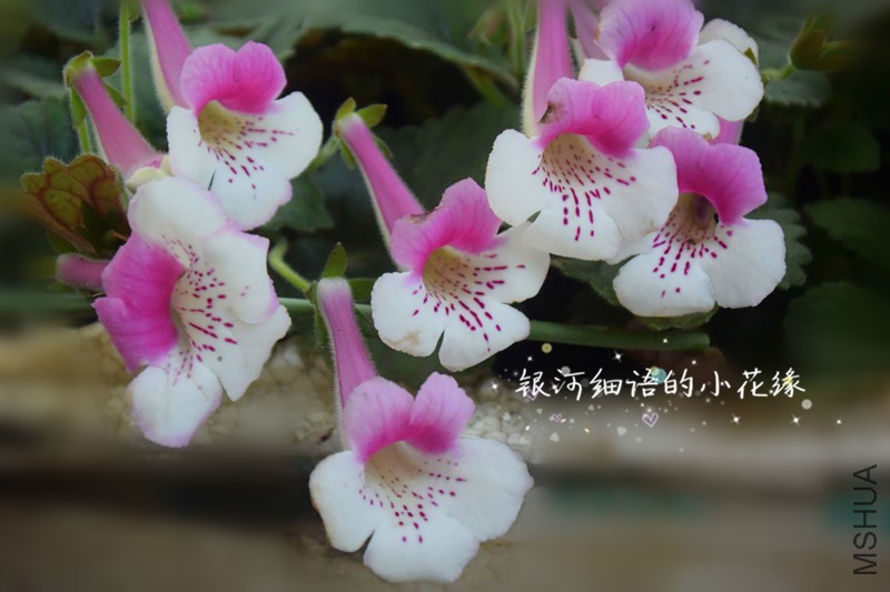 DSC_2193_����.jpg