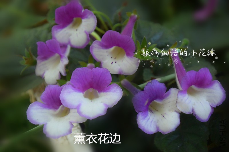 DSC_2195_����.jpg