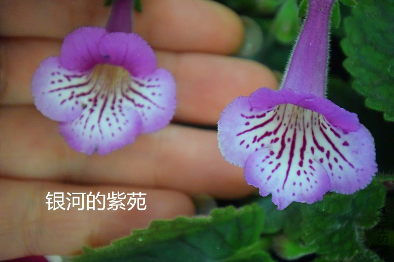 DSC_2196_����.jpg