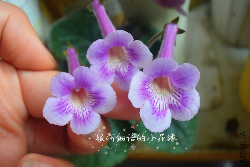 DSC_2266_����.jpg