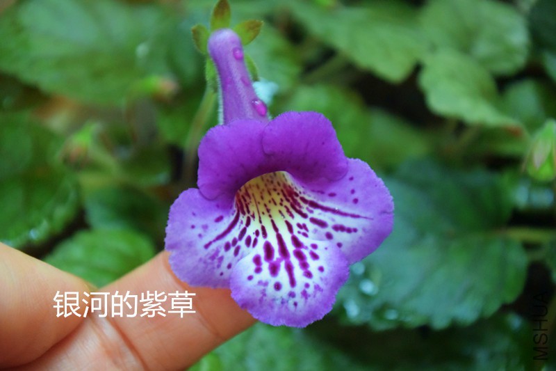 DSC_2197_����.jpg