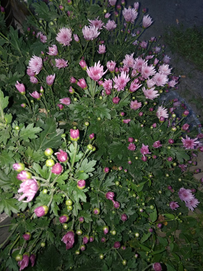 IMG20170928181544.jpg
