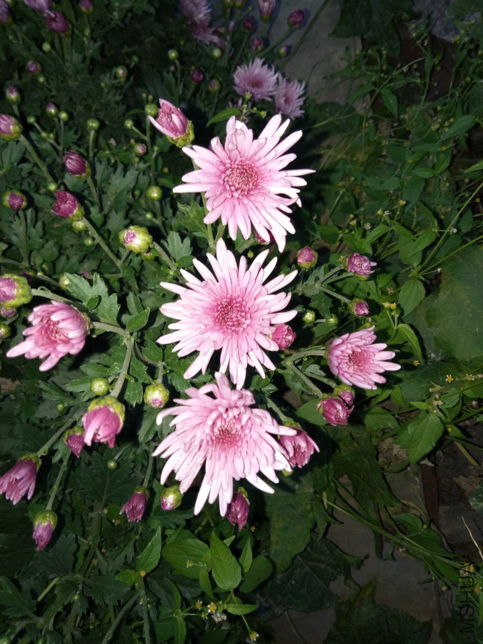 IMG20170928181528.jpg