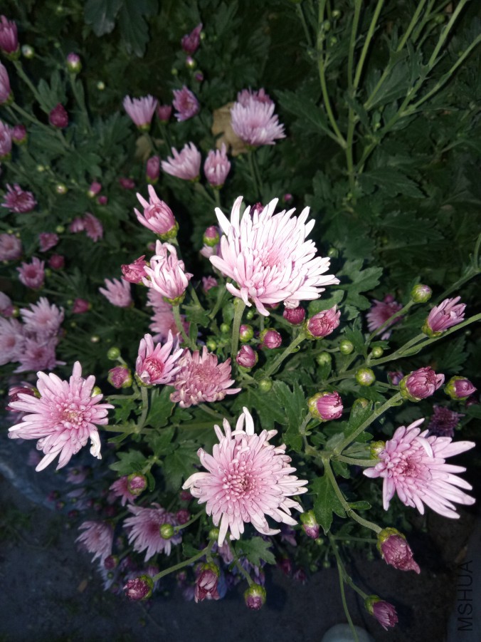 IMG20170928181455.jpg