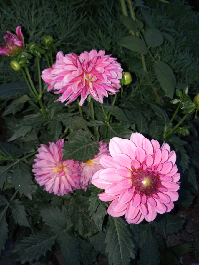 IMG20170928181647.jpg