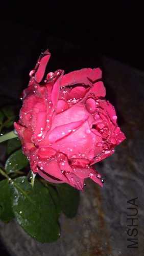 IMG20170927205552.jpg