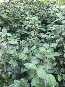 ΢��ͼƬ_20170929082402aa.jpg