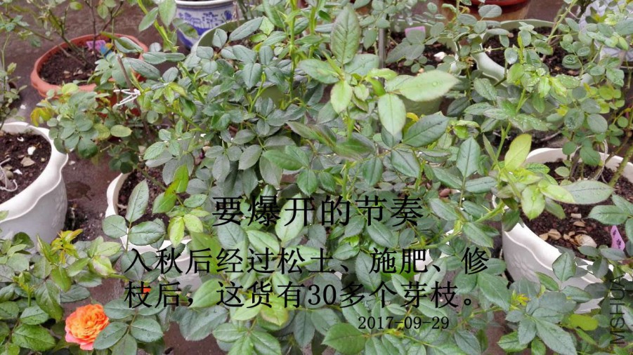 C1.jpg