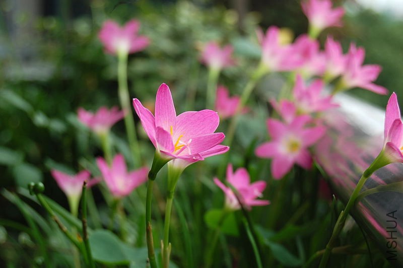 DSC_75080032.JPG