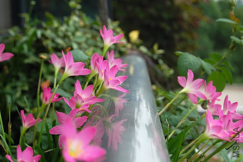 DSC_75040028.JPG