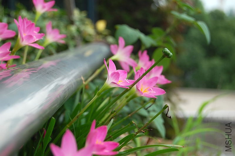 DSC_75020026.JPG