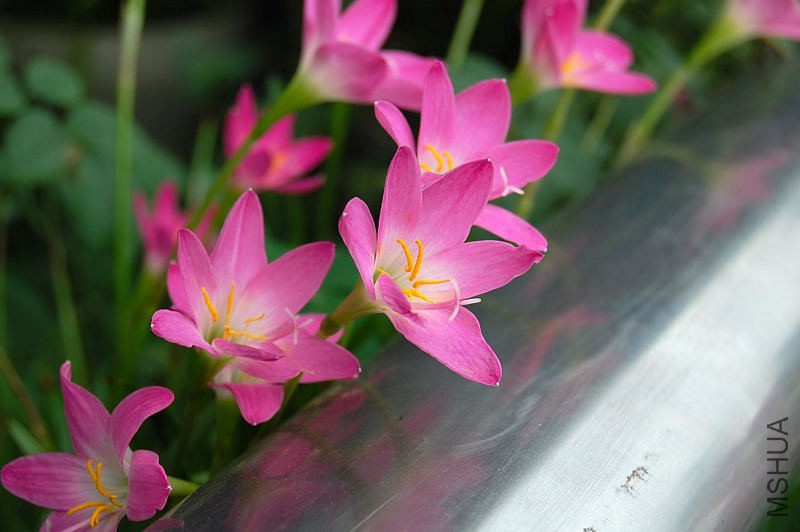 DSC_74810005.JPG
