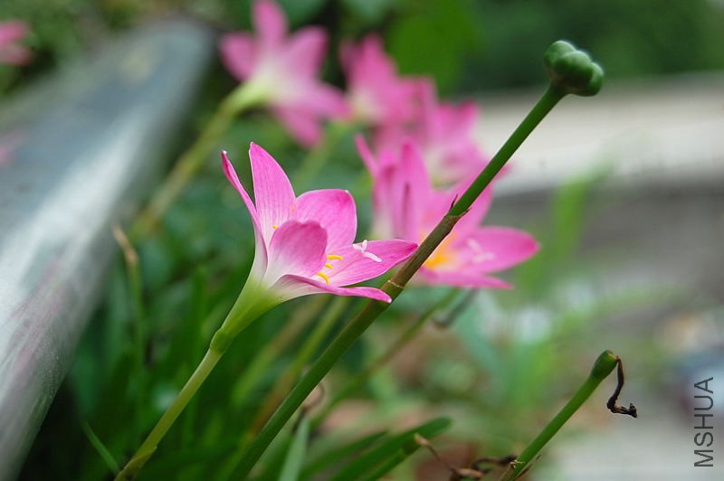 DSC_74870011.JPG