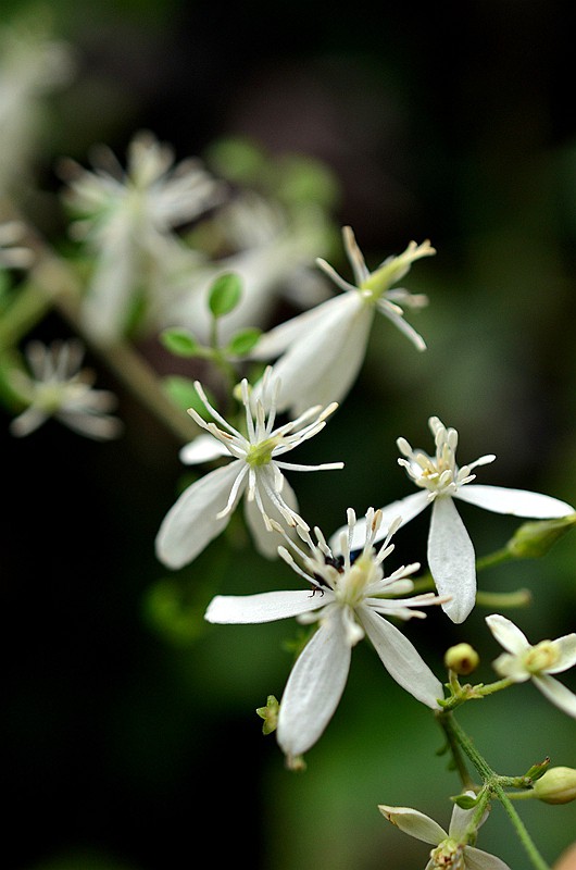 ëݢ�������� (2).JPG