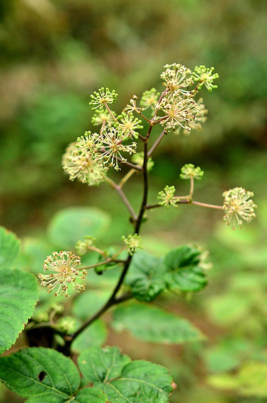 ��ӿ�ʳ�������� (1).JPG