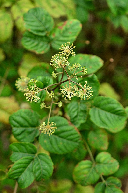 ��ӿ�ʳ�������� (3).JPG