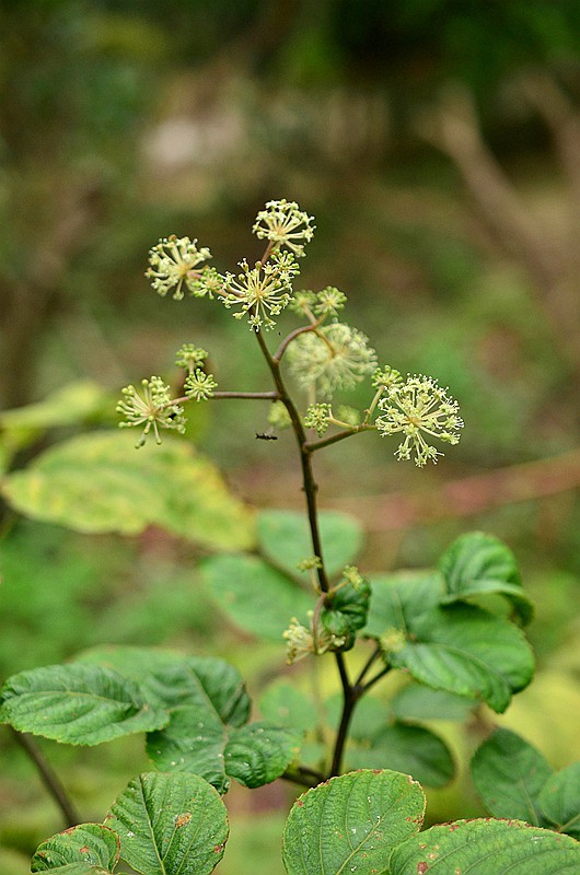 ��ӿ�ʳ�������� (2).JPG