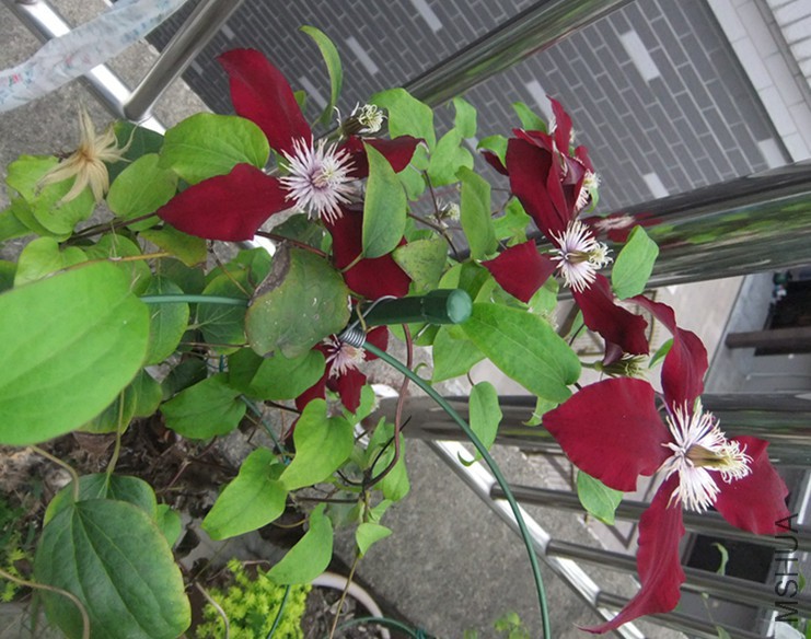 ������˫��