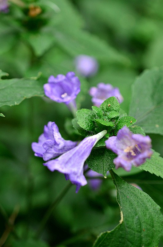 �������ٻ����� (1).JPG