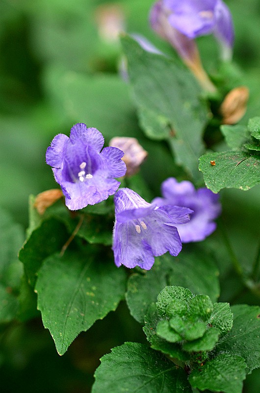 �������ٻ����� (2).JPG