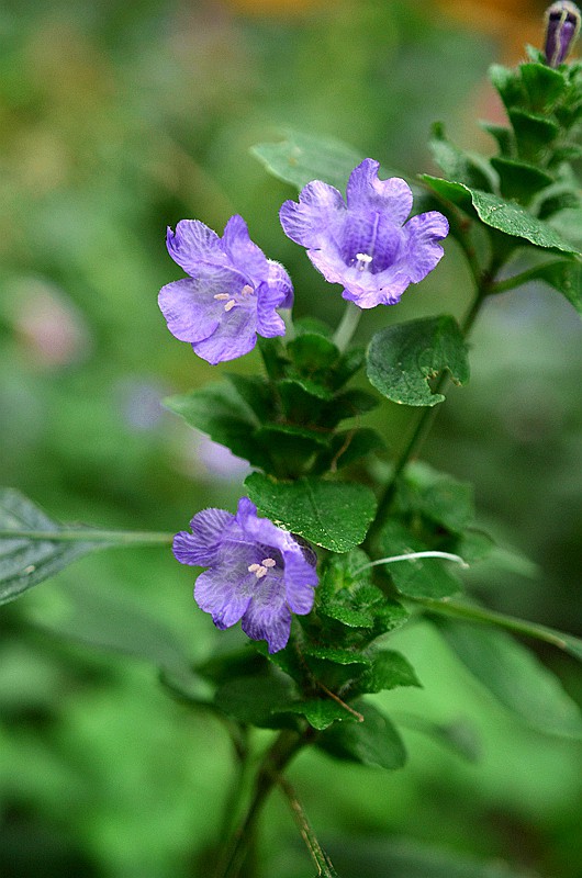 �������ٻ����� (3).JPG