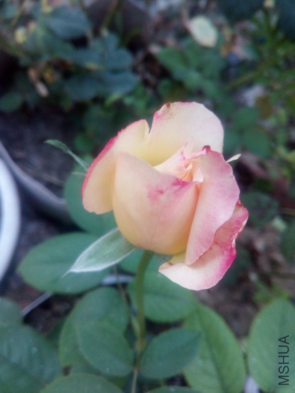 �����ĳ�2017