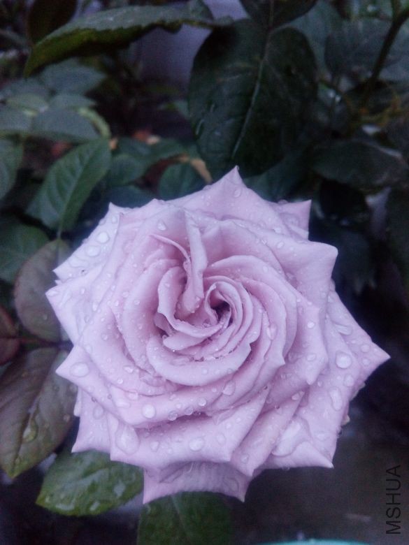 ��³˹����2017