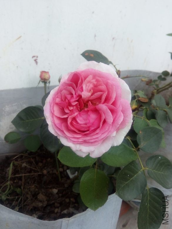 ��ܽ�ۺ�2017