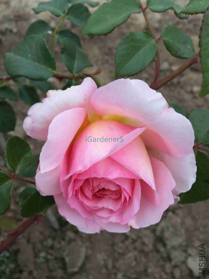 ��Ƭ 045.jpg