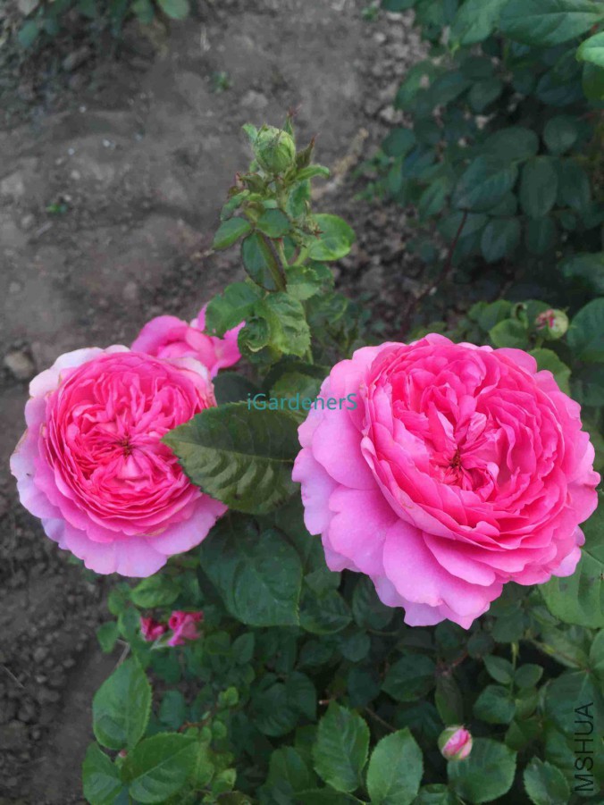 ��Ƭ 038.jpg