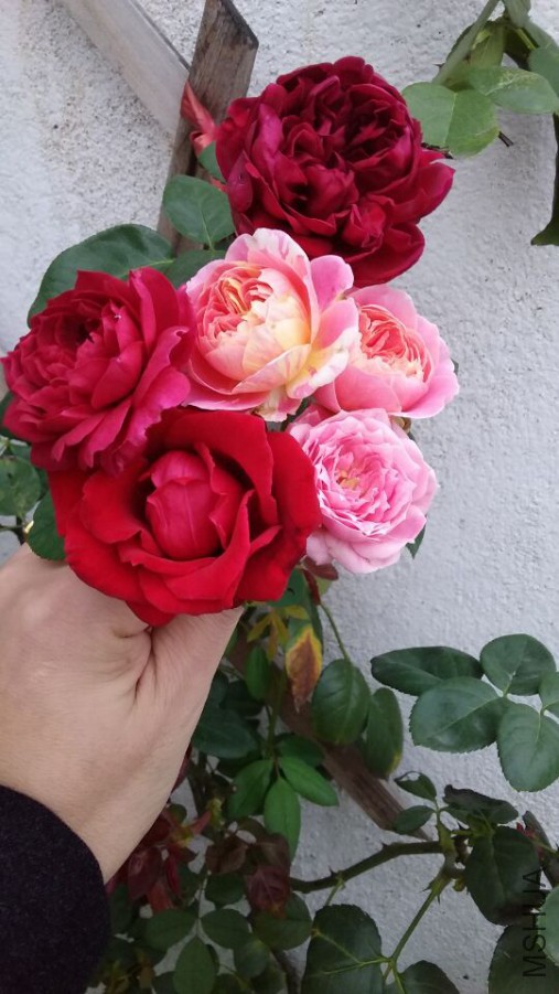 QQͼƬ20171005155449.jpg