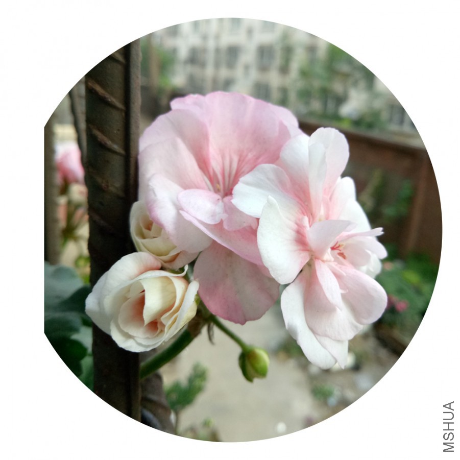 IMG20171007165835_mh1507367761687.jpg