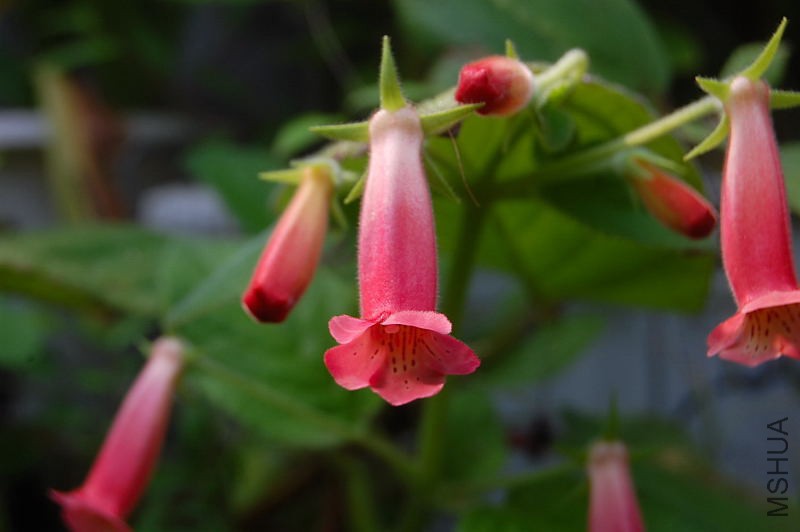 DSC_84680031.JPG