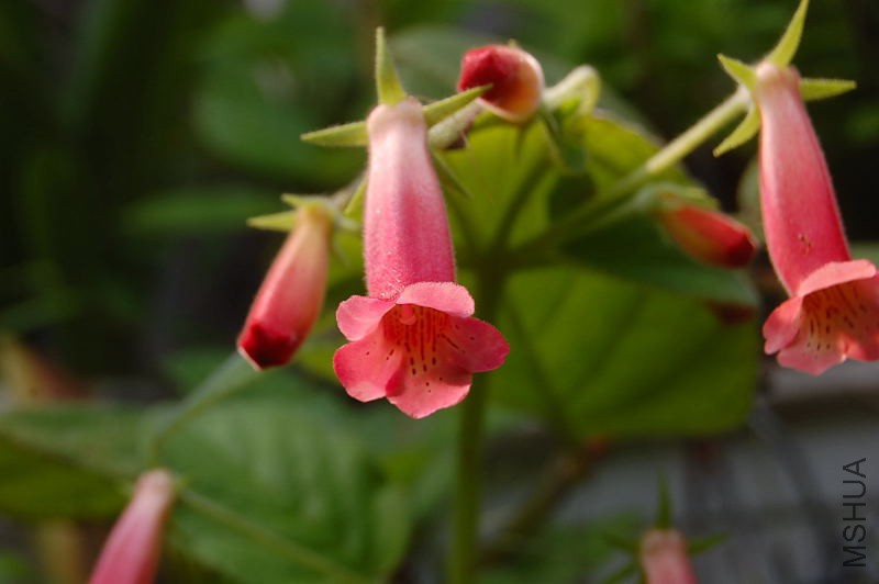 DSC_84500013.JPG